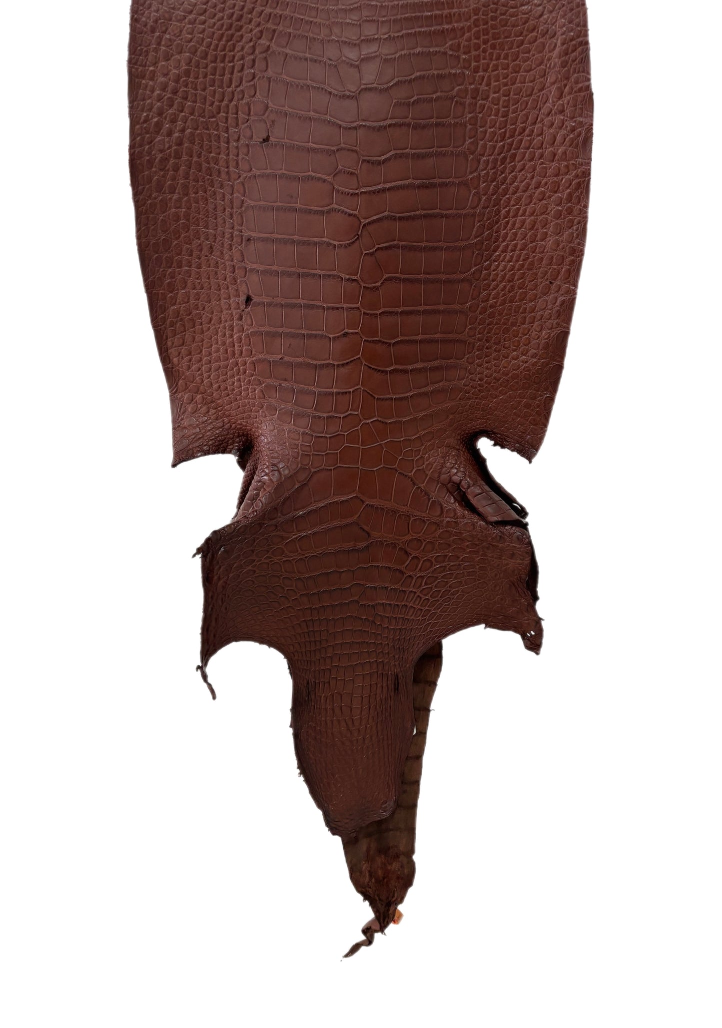 39 cm Grade 3/4 Chesnut Matte Wild American Alligator Leather - Tag: LA23-0024864