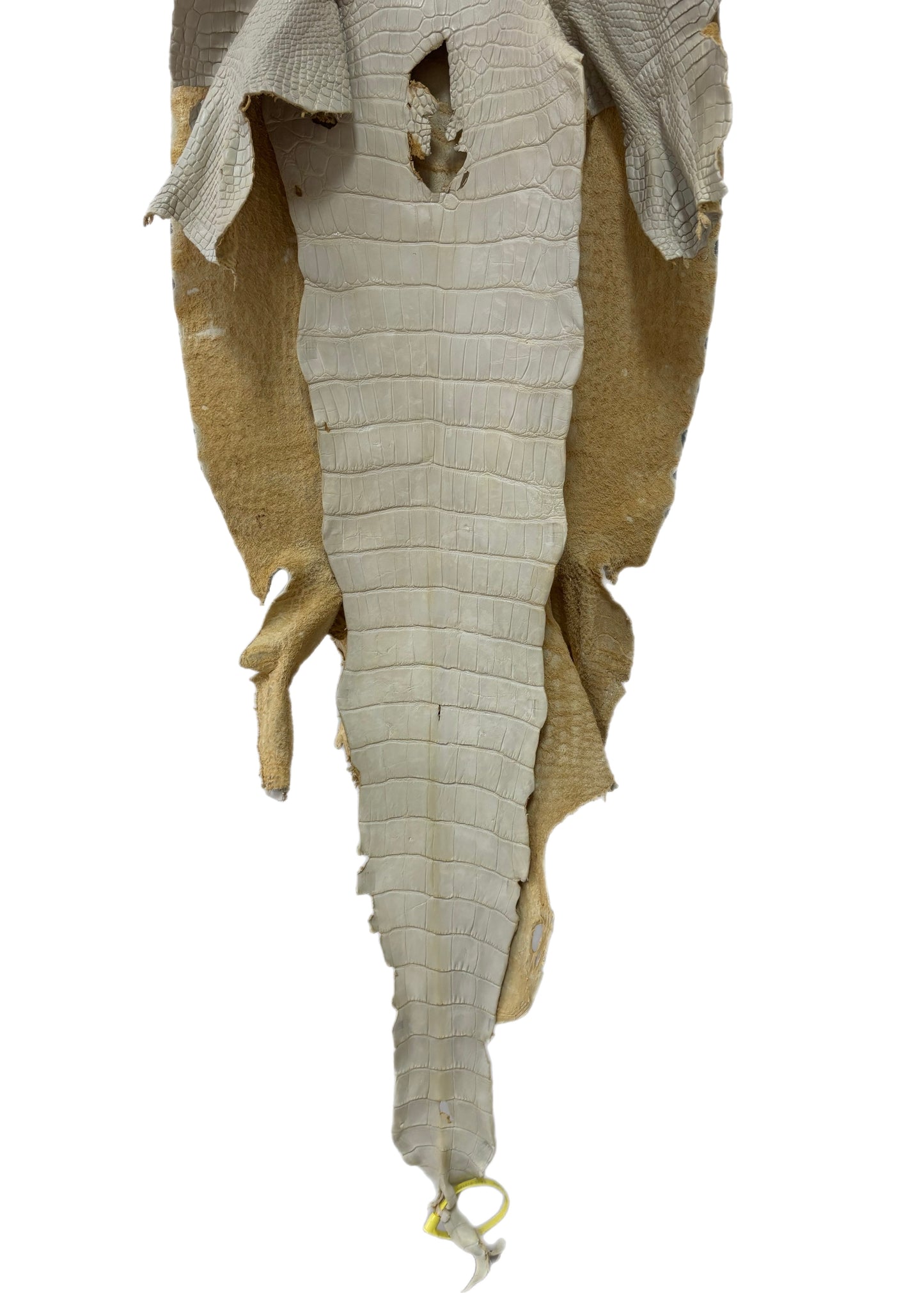 44 cm Grade 3/4 Dune Matte Wild American Alligator Leather - Tag: LA25-0015180