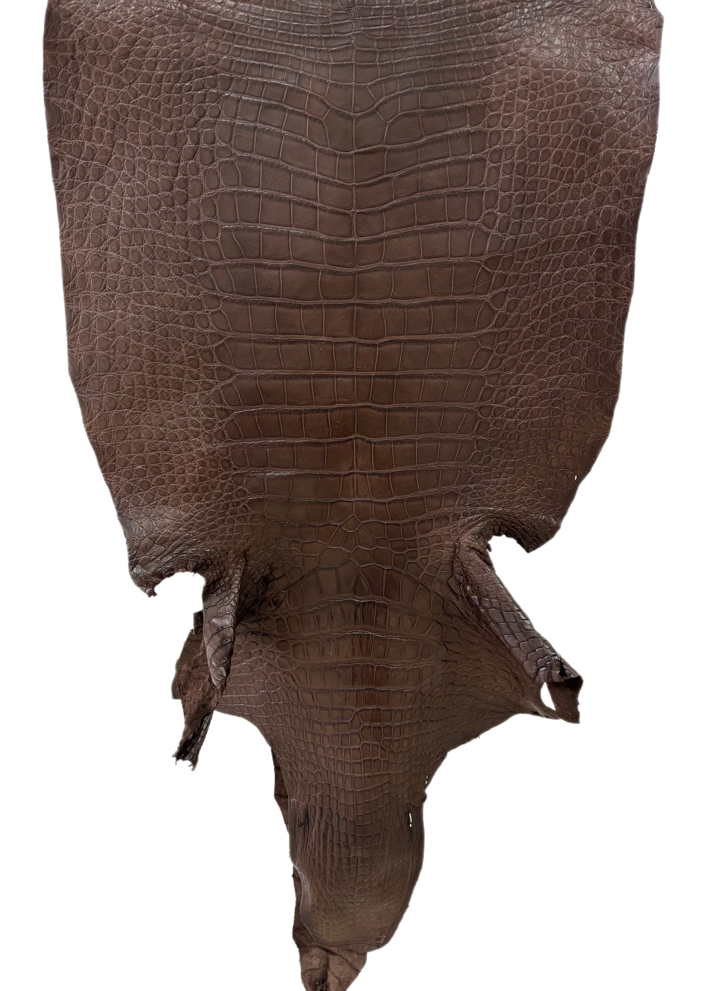 47 cm Grade 2/3 Chocolate Matte Wild American Alligator Leather - Tag: LA24-0022862