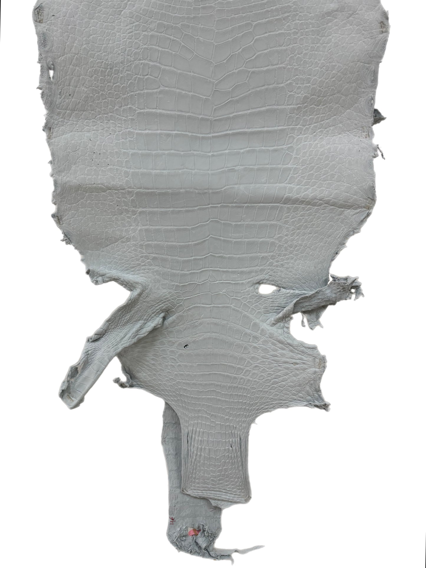 46 cm Grade 4/5 White Crust Wild American Alligator Leather - Tag: LA24-0022746