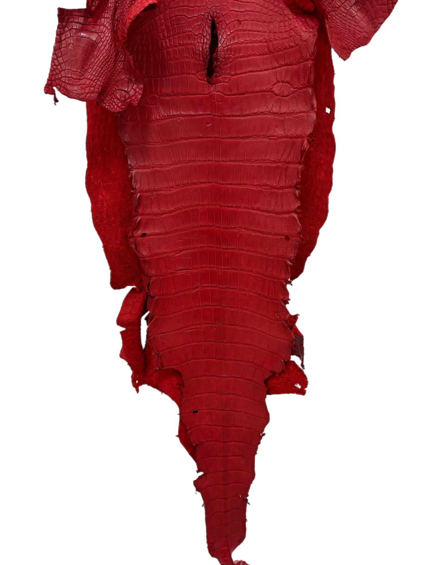 40 cm Grade 3/4 Candy Apple Red Matte Wild American Alligator Leather - Tag: LA23-0003662