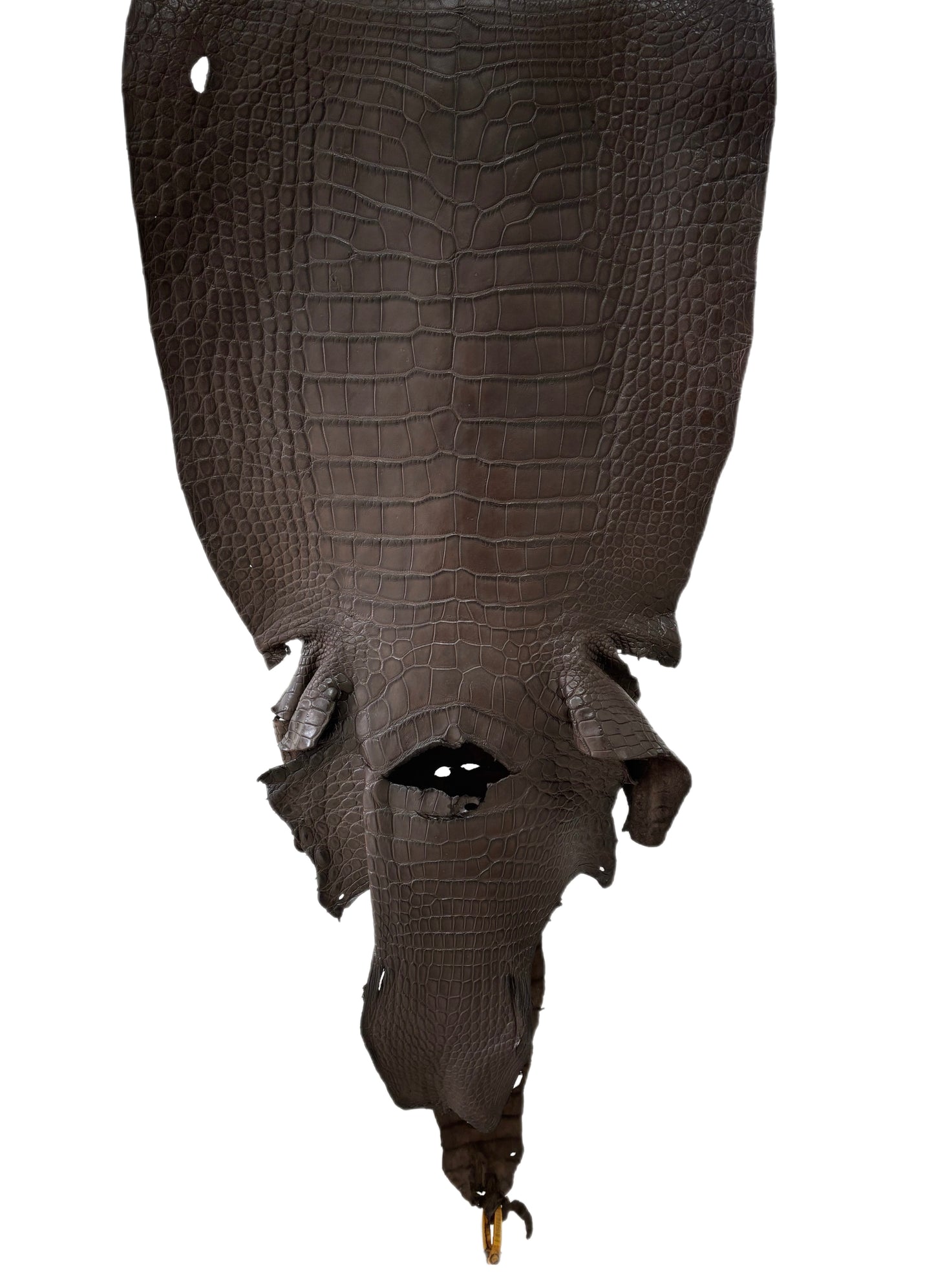 49 cm Grade 3/4 Dark Chocolate Matte Wild American Alligator Leather - Tag: LA23-0024676