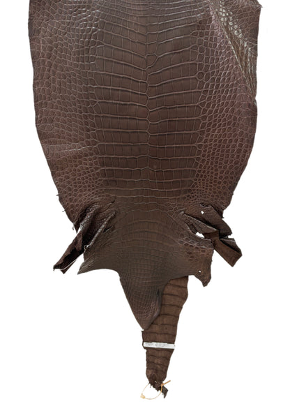 49 cm Grade 2/3 Chocolate Matte Wild American Alligator Leather - Tag: LA23-0017519
