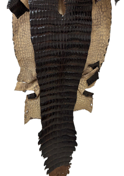 43 cm Grade 2/3 Sport Rust Brown Glazed Wild American Alligator Leather - Tag: FL98-0038639