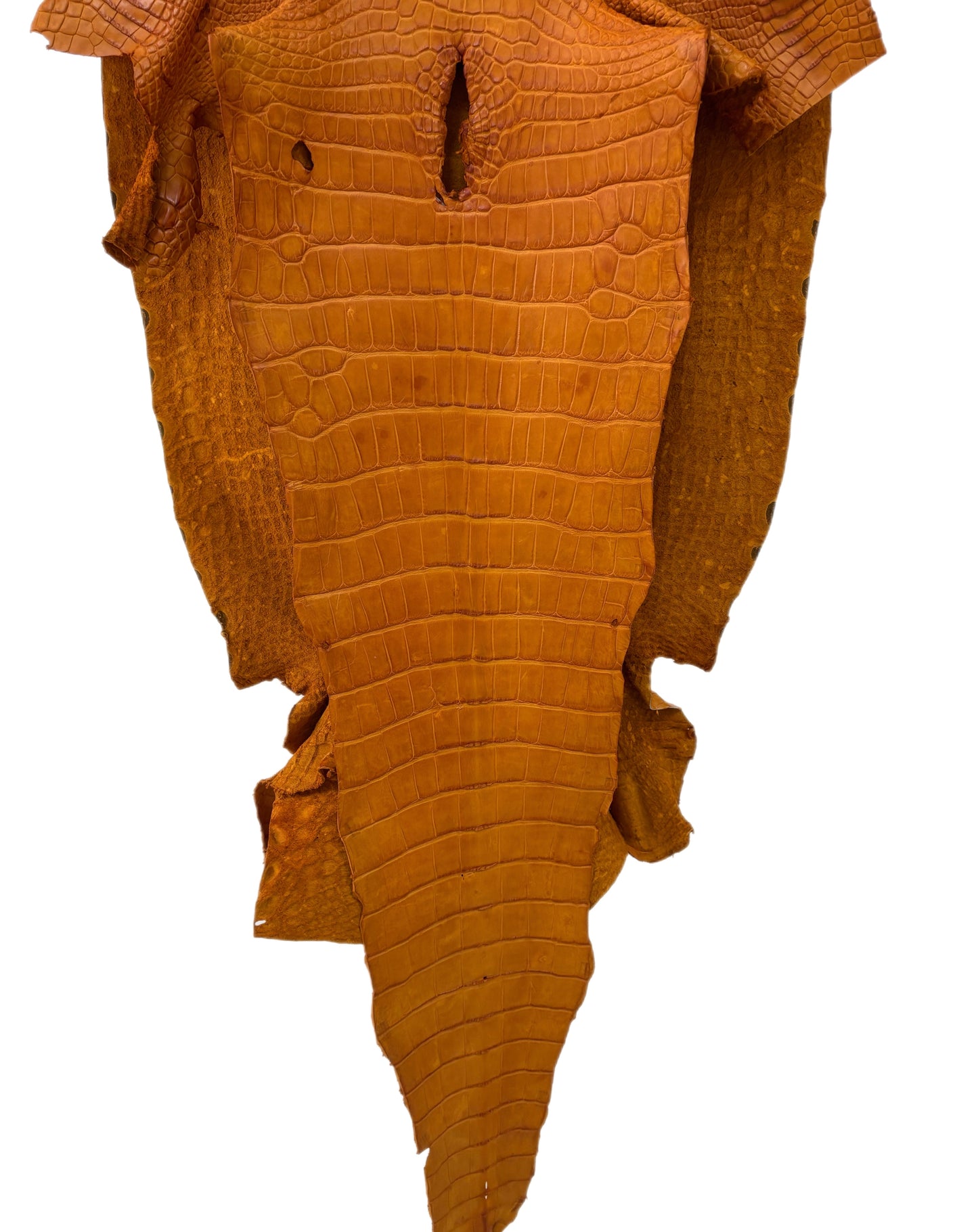 45 cm Grade 4/5 Buttercup Matte Wild American Alligator Leather - Tag: LA23-0014950