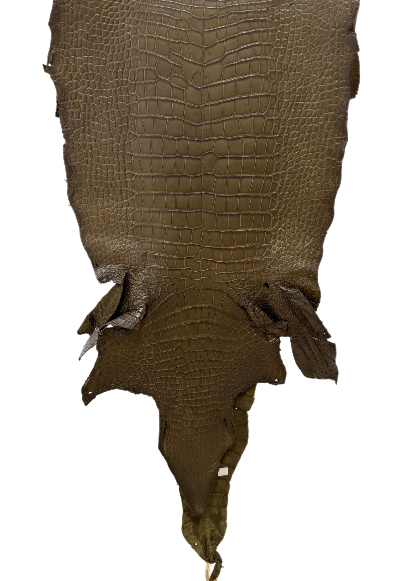 44 cm Grade 3/4 Olive Matte American Alligator Leather - Tag: LA23-0001540