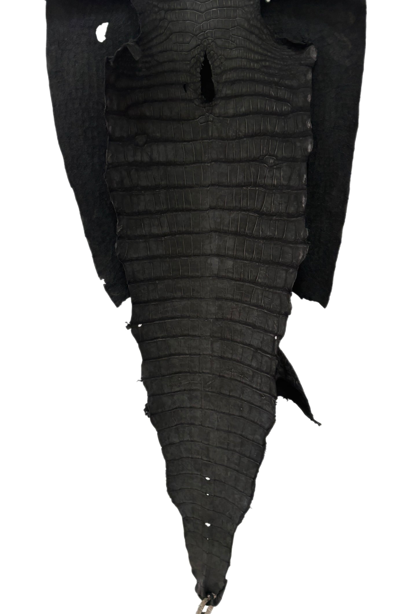49 cm Grade 3/4 Black Nubuck Wild American Alligator Leather - Tag: LA23-0029666