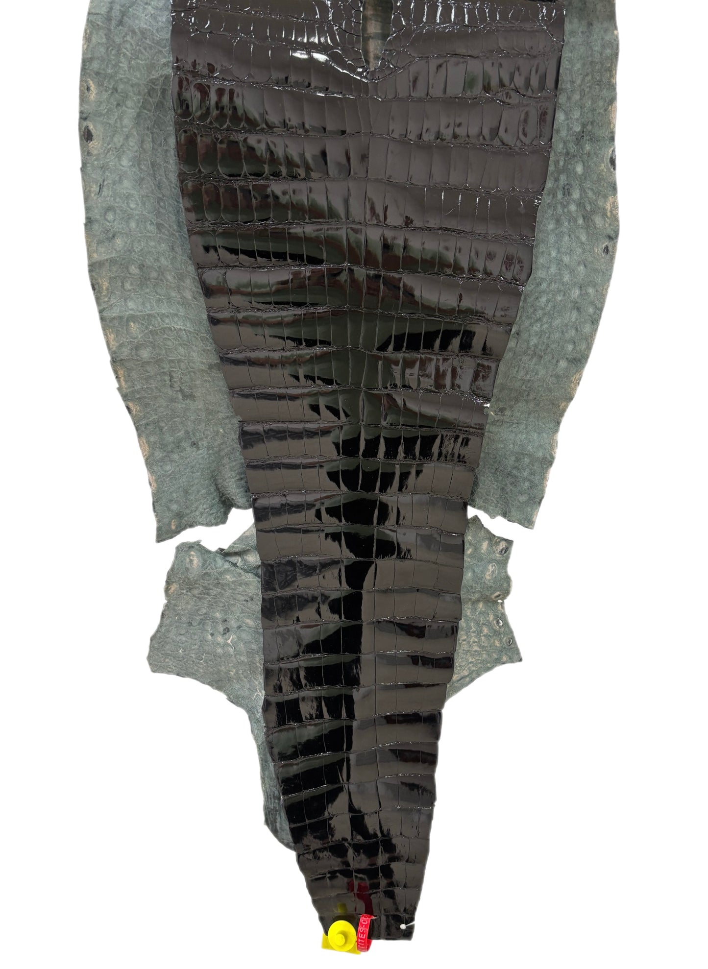 43 cm Grade 2/3 Black Glazed Wild American Alligator Leather - Tag: ITCC-0539878