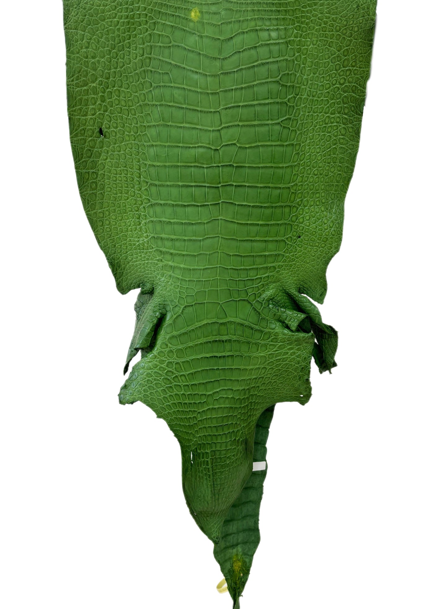 41 cm Grade 3/4 Jungle Green Matte Wild American Alligator Leather - Tag: LA23-0003476