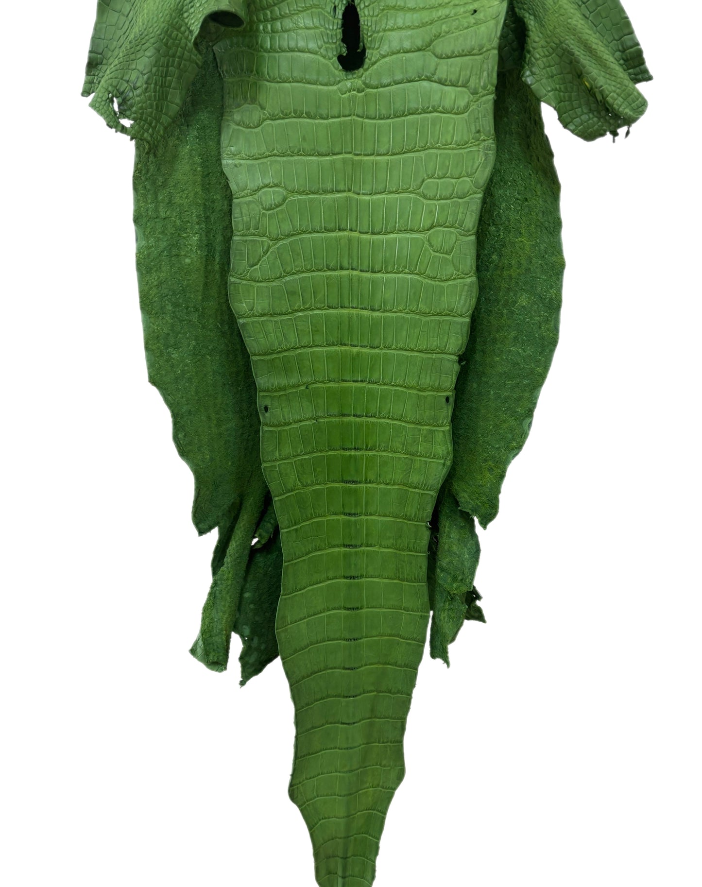 37 cm Grade 3/4 Jungle Green Matte Wild American Alligator Leather - Tag: LA23-0027080
