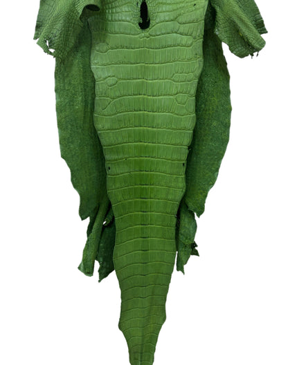 37 cm Grade 3/4 Jungle Green Matte Wild American Alligator Leather - Tag: LA23-0027080