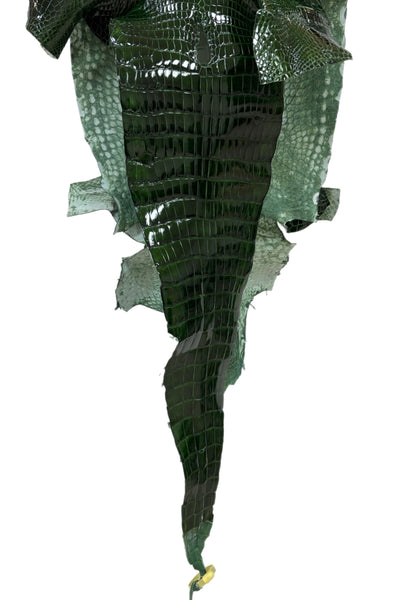 34 cm Grade 1/2 Forest Green Glazed Wild American Alligator Leather - Tag: LA16-0033629
