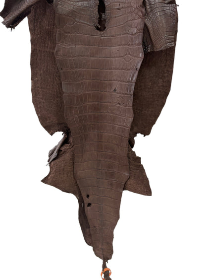 47 cm Grade 2/3 Chocolate Matte Wild American Alligator Leather - Tag: LA24-0022862