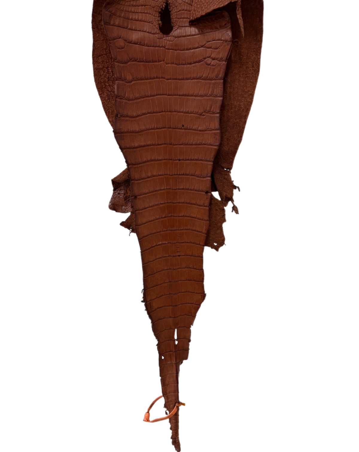 27 cm Grade 3/4 Rustic Cognac Desert Wild American Alligator Leather - Tag: MS24-0000556