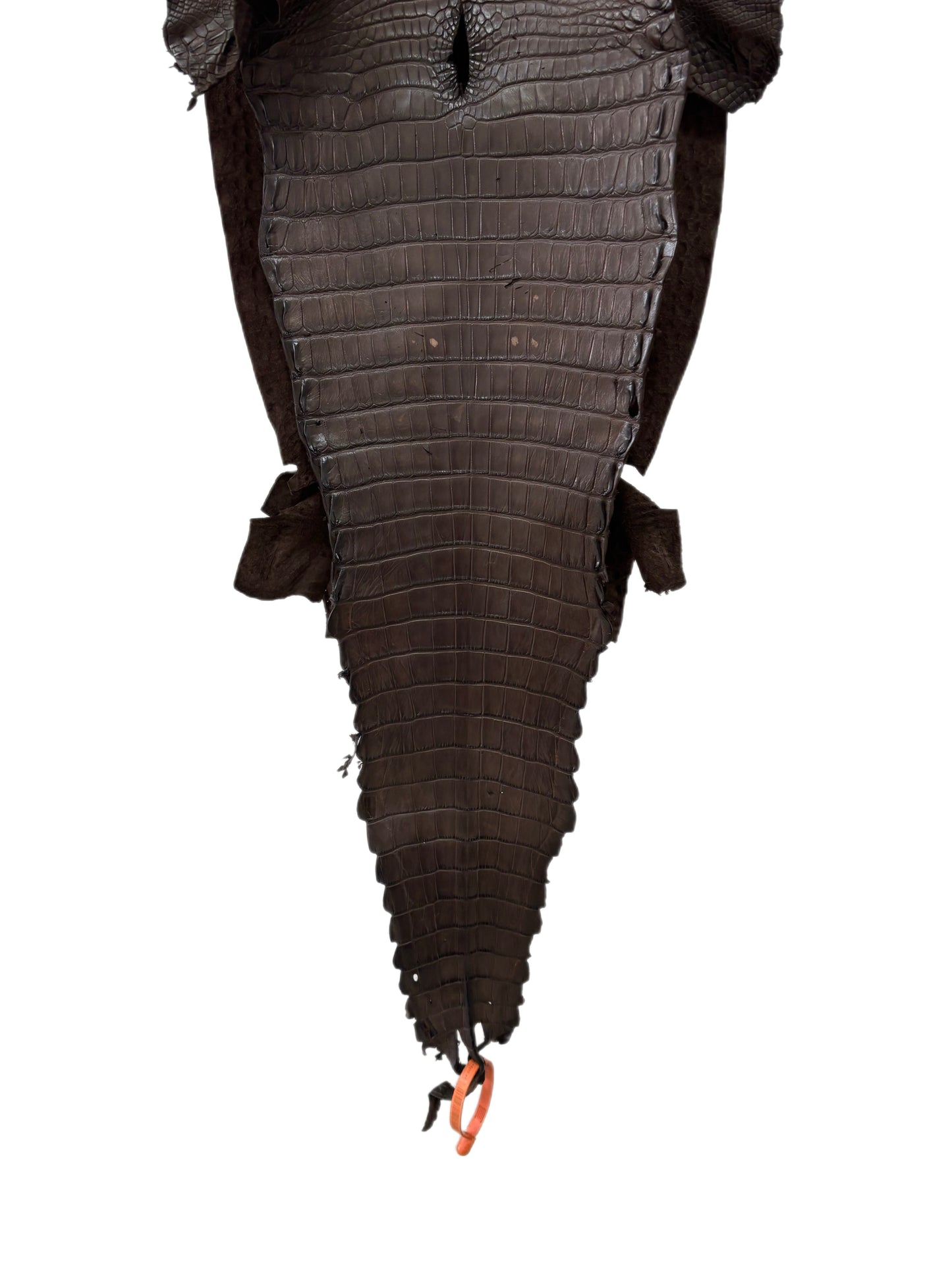 29 cm Grade 2/3 Chocolate Matte Farm-Raised American Alligator Leather - Tag: FL21-0024090