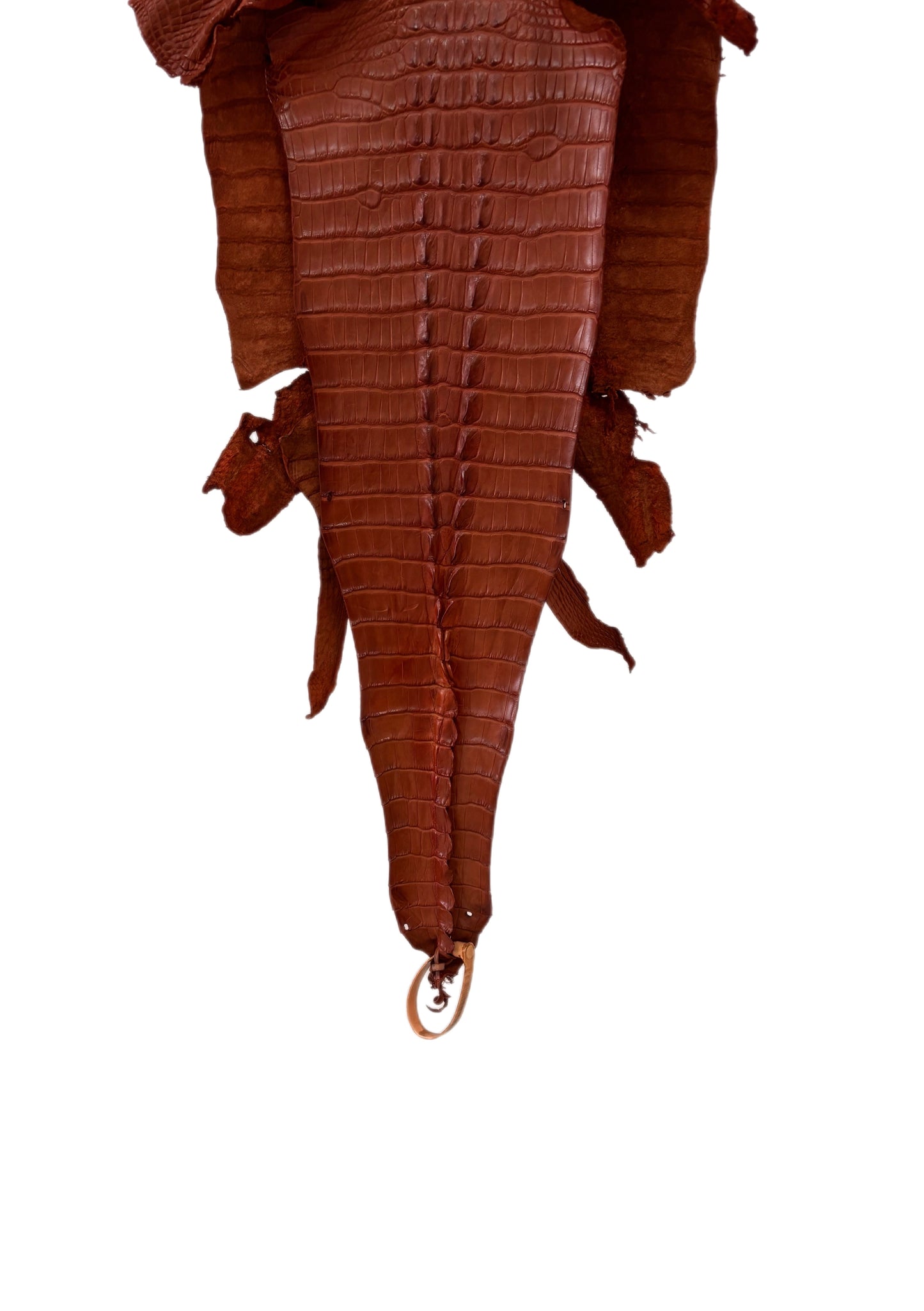 30 cm Grade 1/2 Cognac Matte Farm-Raised American Alligator Hornback Leather - Tag: LA23-0377003