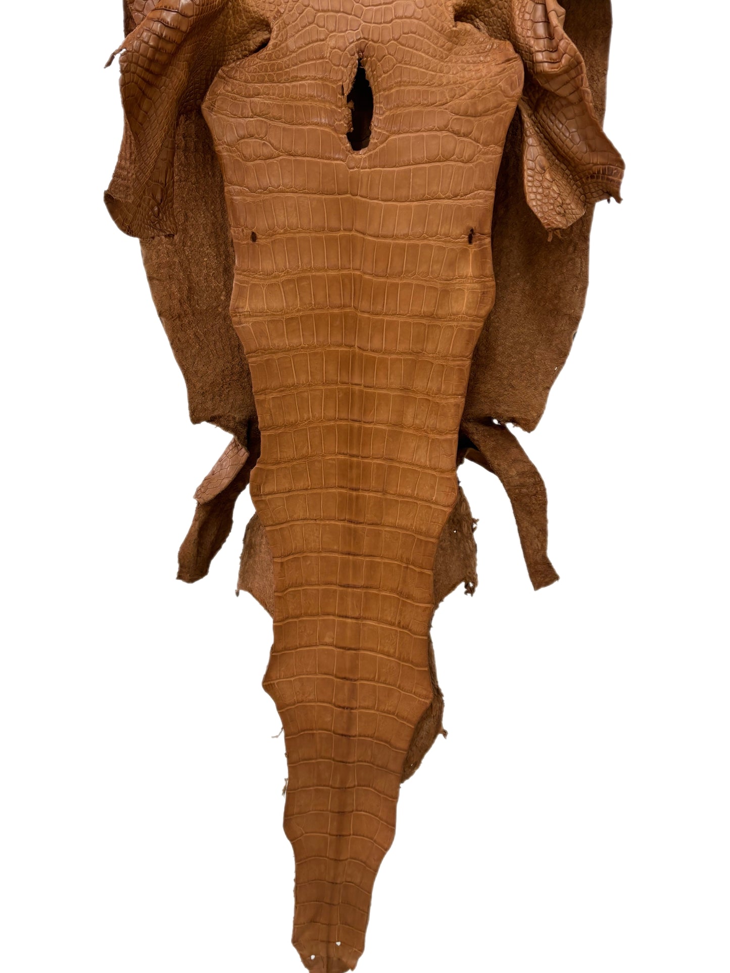 41 cm Grade 2/3 Almond Matte Wild American Alligator Leather - Tag: LA23-0027087