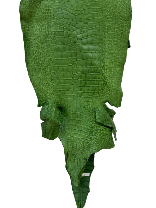43 cm Grade 3/4 Jungle Green Matte Wild American Alligator Leather - Tag: LA23-0013912