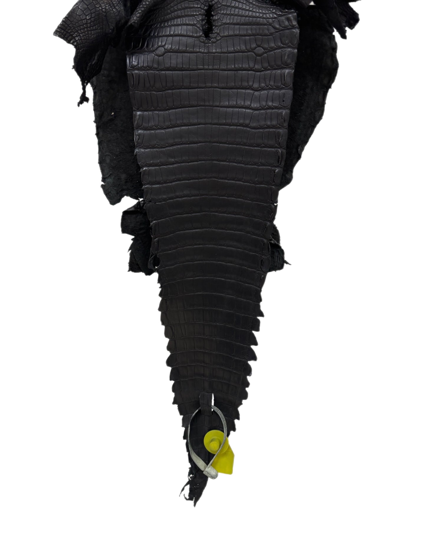 22 cm Grade 1/2 Black Matte Wild American Alligator Leather - Tag: GA15-0047309