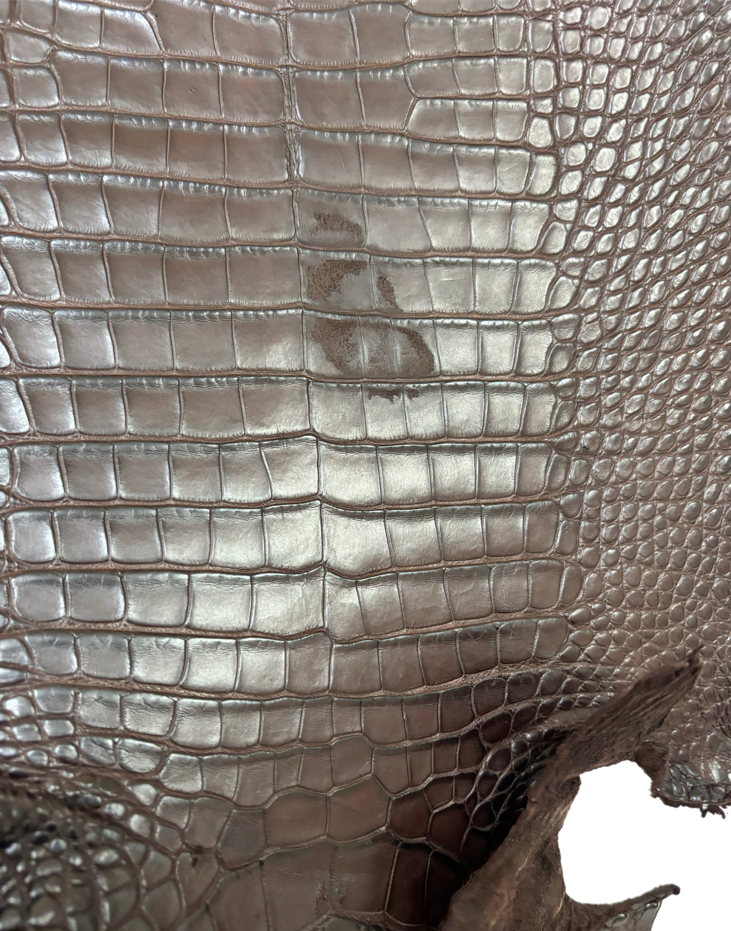 30 cm Grade 3/4 Chocolate Matte Farm Raised American Alligator Leather - Tag: FL22-0030179
