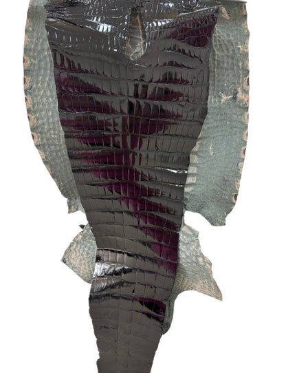 47 cm Grade 4/5 Black Glazed Wild American Alligator Leather - Tag: ITCC-0539890