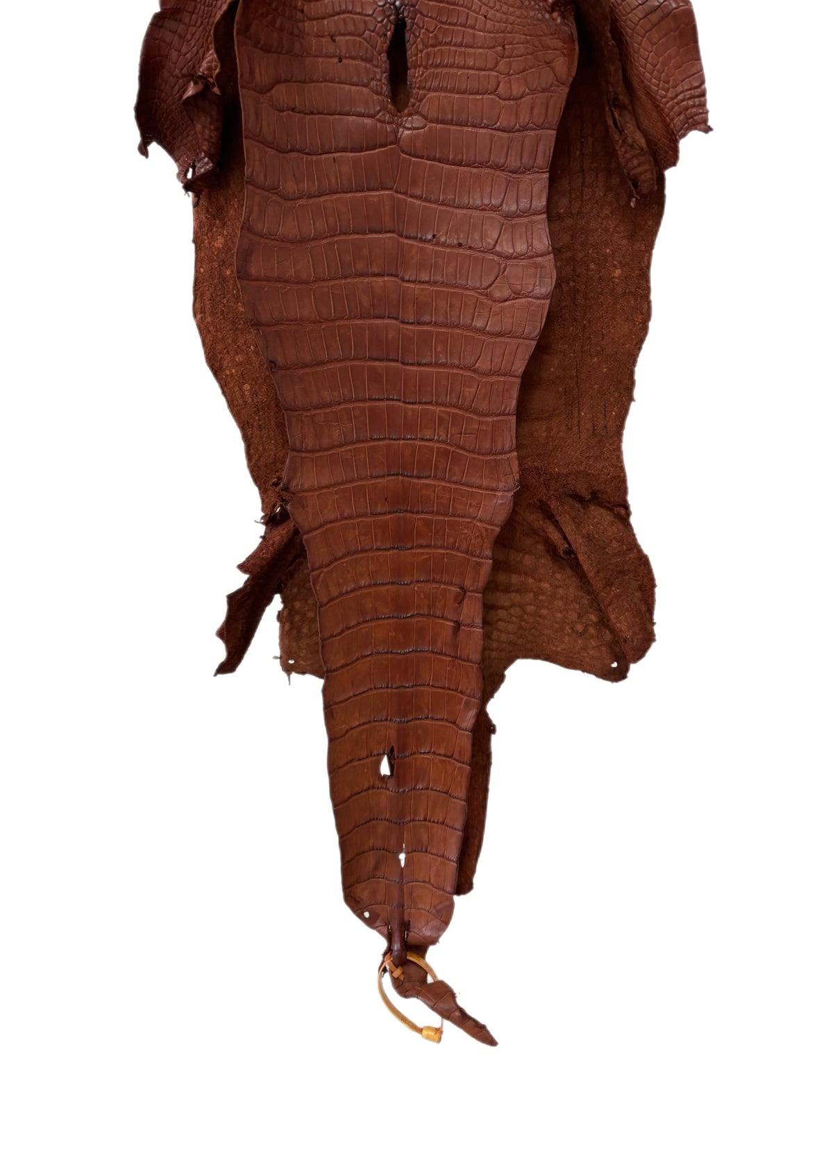 35 cm Grade 3/4 Rustic Cognac Desert Wild American Alligator Leather - Tag: LA23-0049478