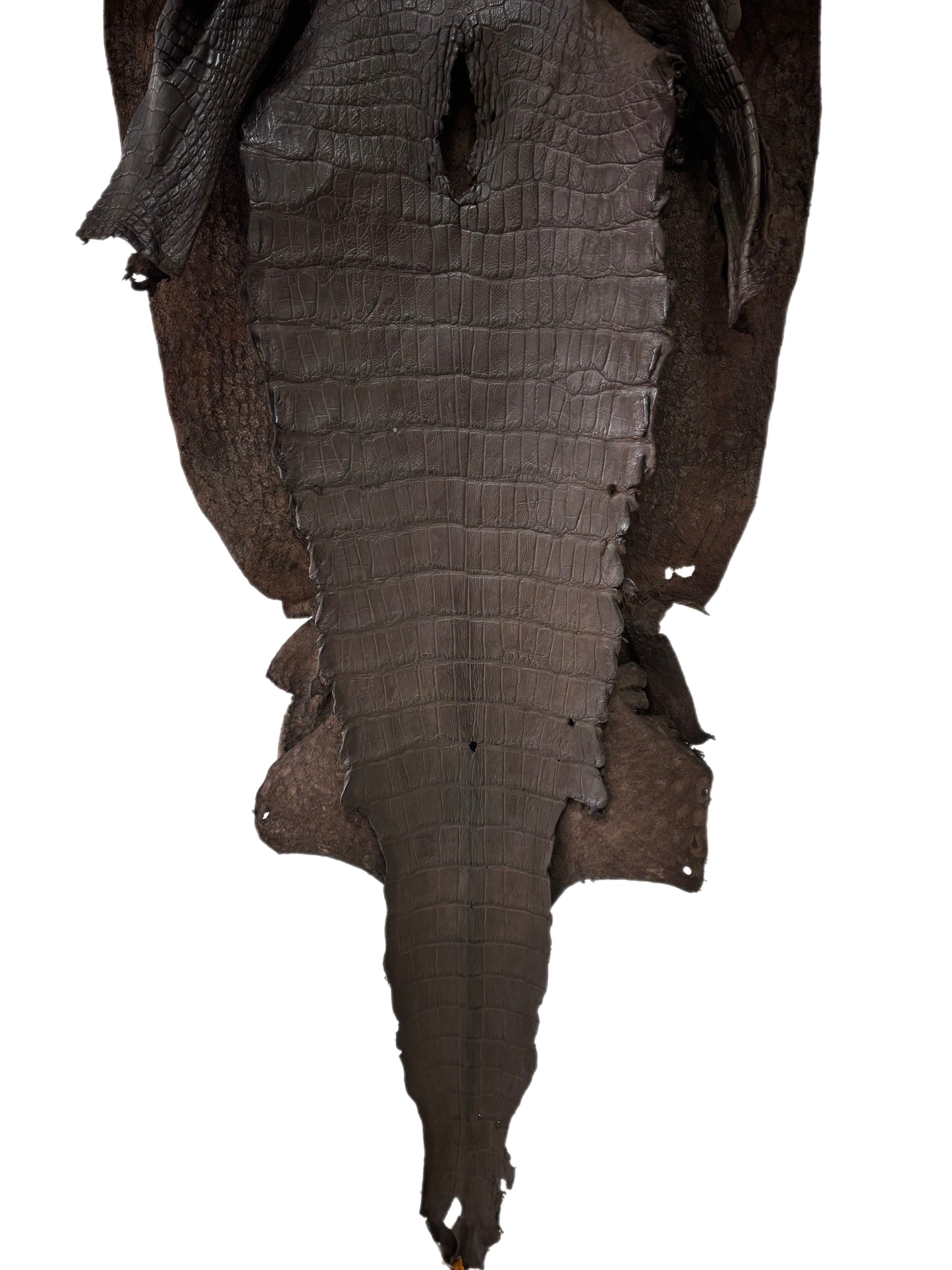 51 cm Grade 4/5 Dark Chocolate Matte Wild American Alligator Leather - Tag: LA23-0048152