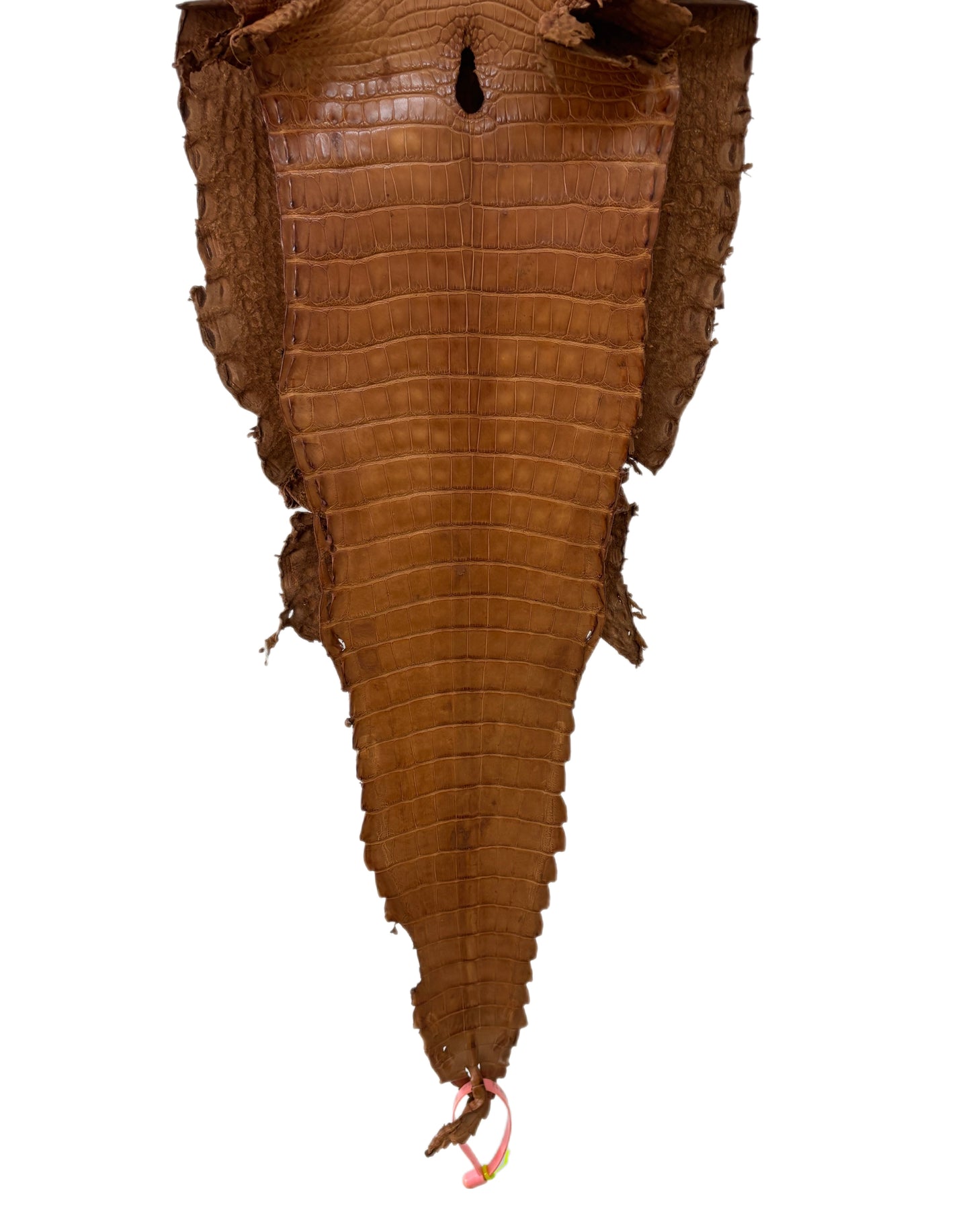 27 cm Grade 4/5 Almond Matte Farm Raised American Alligator Leather - Tag: FL21-0024813