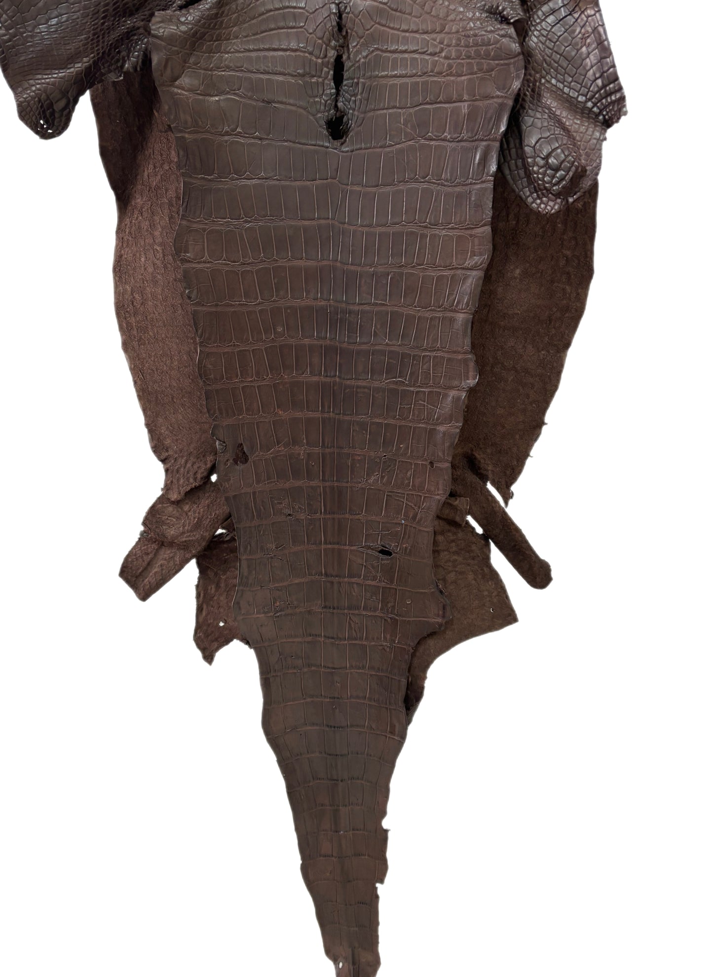 49 cm Grade 2/3 Chocolate Matte Wild American Alligator Leather - Tag: LA23-0017519