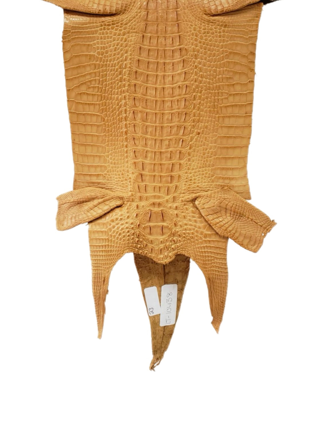 23 cm Grade 2/3 Buttercup Matte Farm-Raised American Alligator Hornback Leather - No Tag