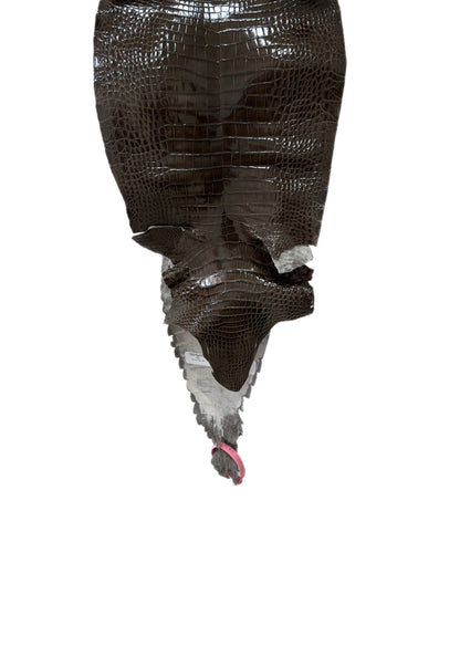 23 cm Grade 1/2 Cocoa Glazed Wild American Alligator Leather - Tag: FL21-0024488