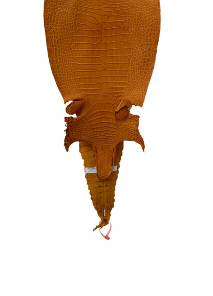 25 cm Grade 2/3 Buttercup Matte Farm-Raised American Alligator Leather - Tag: FL21-0025034