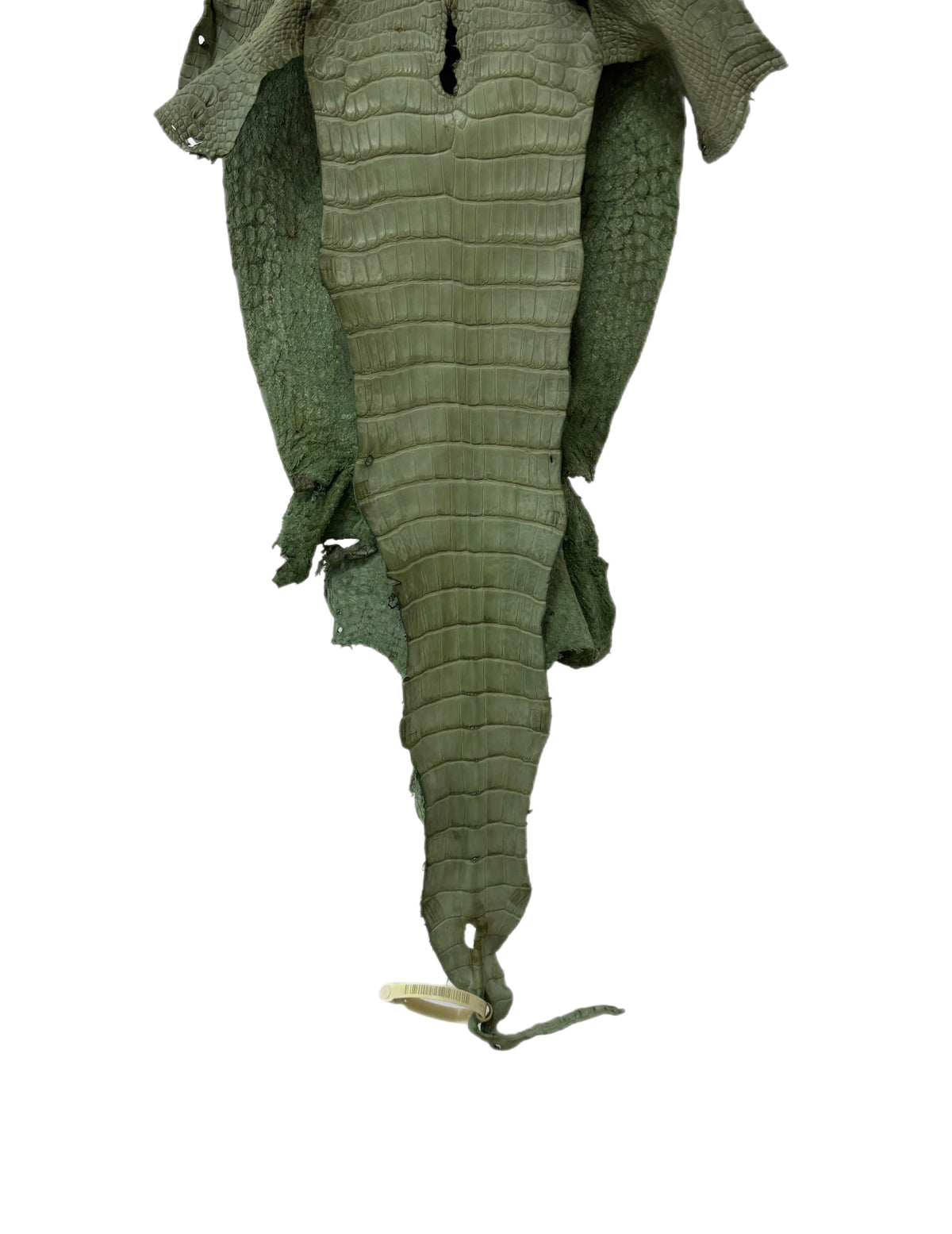 New Color! 28 cm Grade 2/3 Sage Green Matte Wild American Alligator Leather - Tag: LA23-0024108