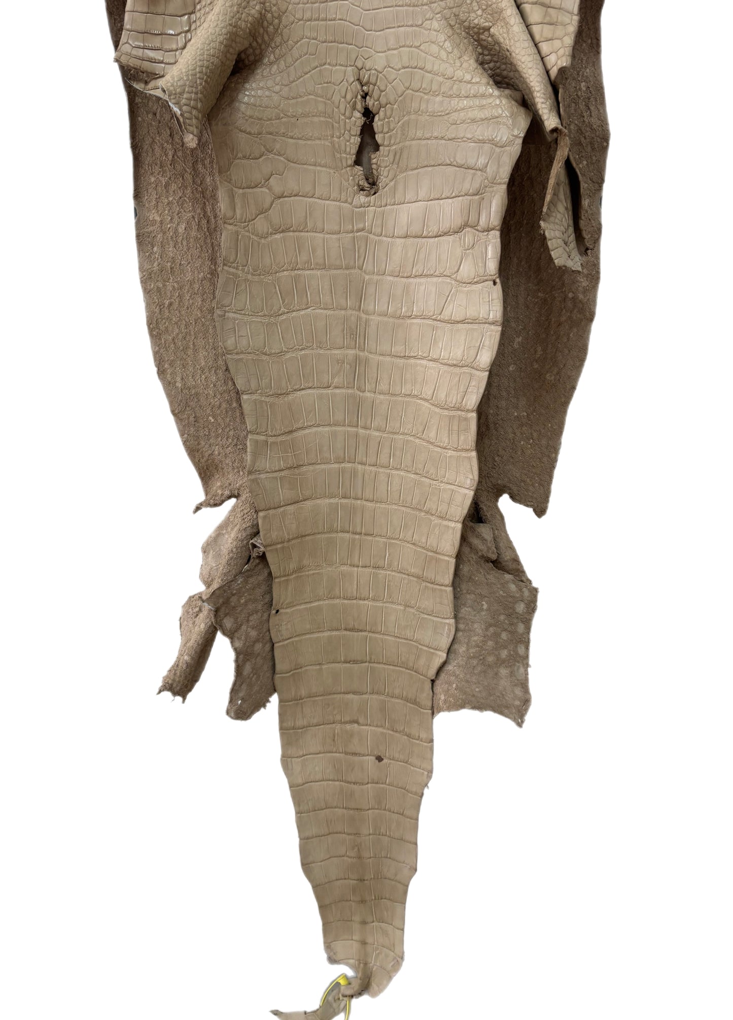 51 cm Grade 2/3 Oatmeal Matte Wild American Alligator Leather - Tag: LA25-0012827