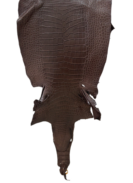 37 cm Grade 4/5 Chocolate Matte Wild American Alligator Leather - Tag: LA23-0033902