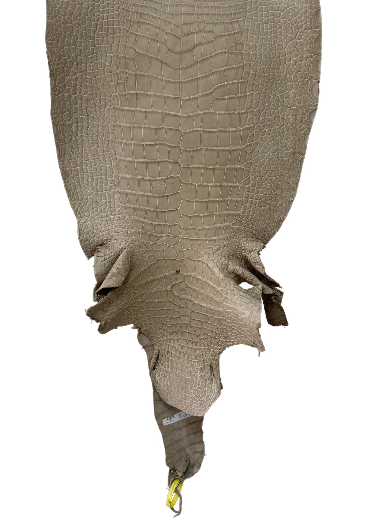 43 cm Grade 3/4 Oatmeal Matte Wild American Alligator Leather - Tag: LA25-0009826
