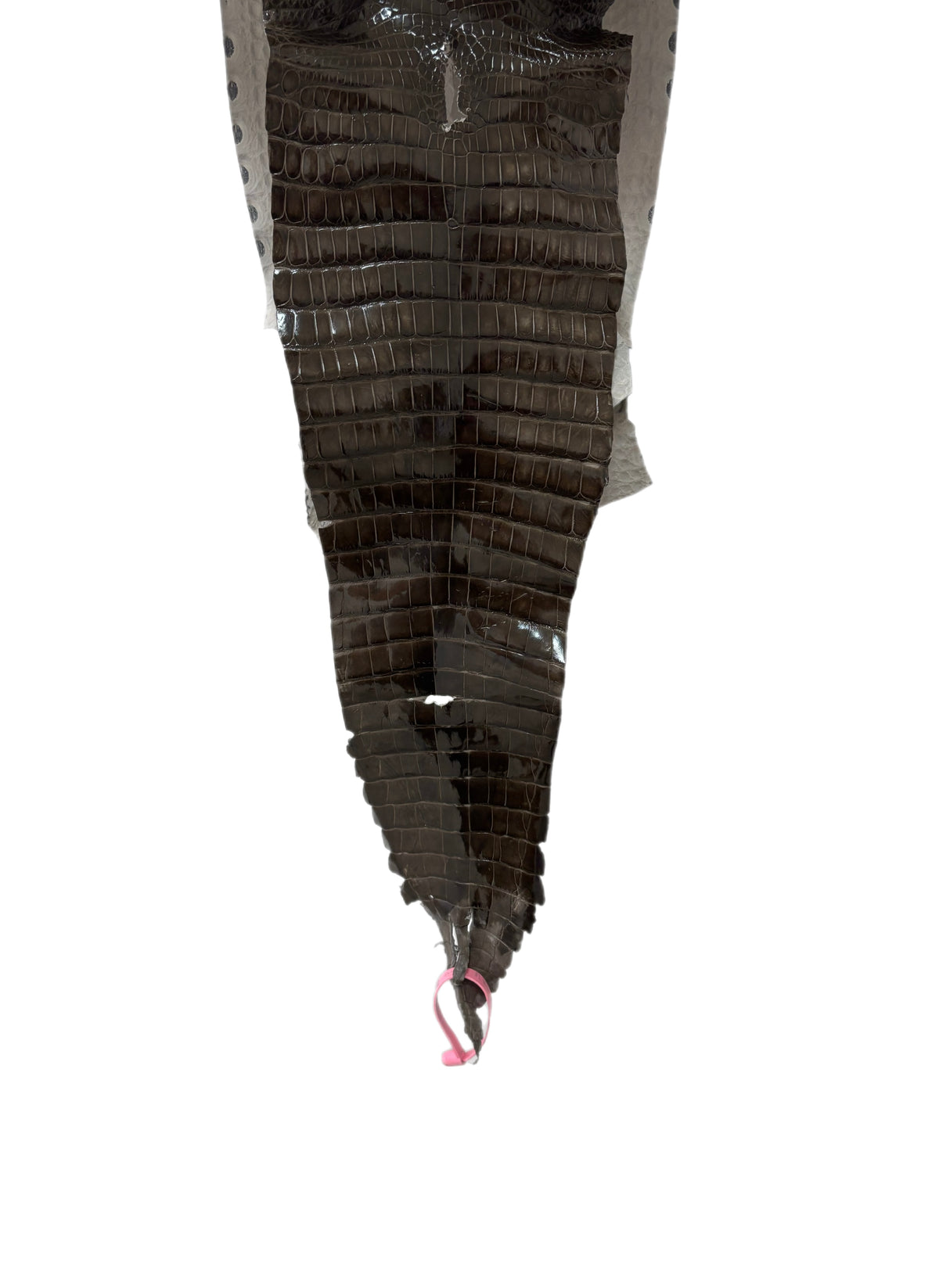 24 cm Grade 1/2 Cocoa Glazed Farm-Raised American Alligator Leather - Tag: FL21-0024427