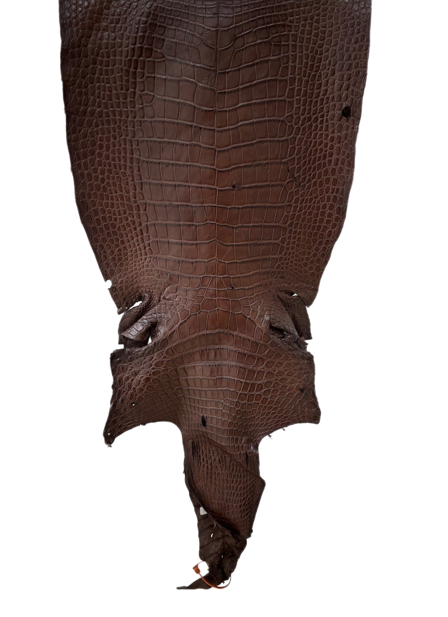42 cm Grade 3/4 Chocolate Matte Wild American Alligator Leather - Tag: LA24-0023180