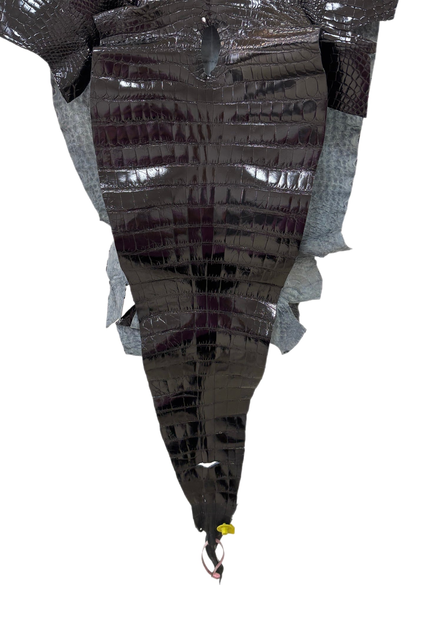 47 cm Grade 2/3 Black Glazed Farm-Raised American Alligator Leather - Tag: FL14-0003604