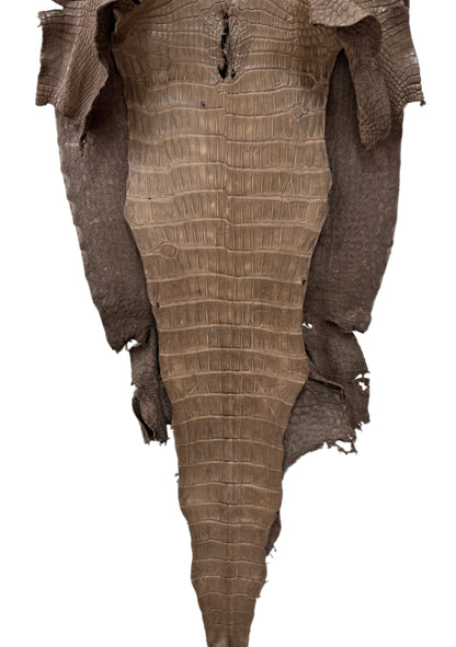 47 cm Grade 2/3 Cocoa Matte Matte Wild American Alligator Leather - Tag: LA23-0023078