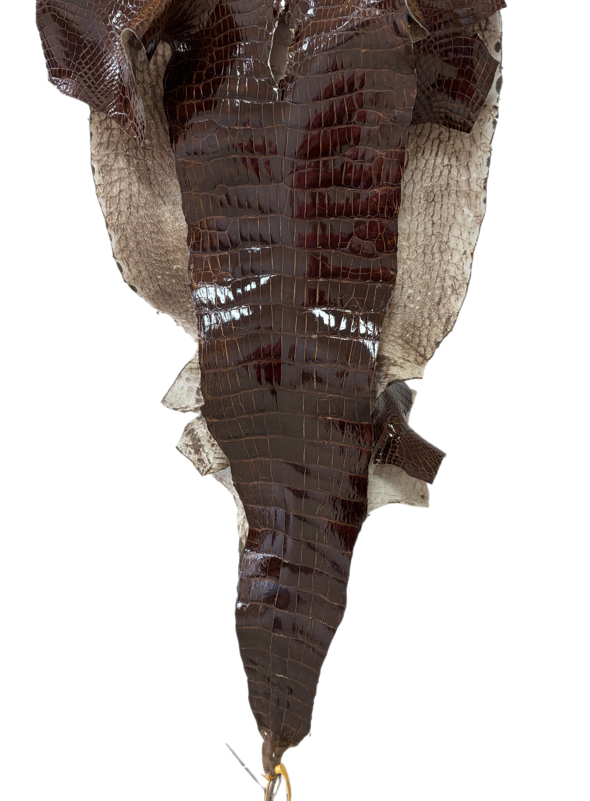 48 cm Grade 4/5 Brown Glazed Wild American Alligator Leather - Tag: LA23-0018256