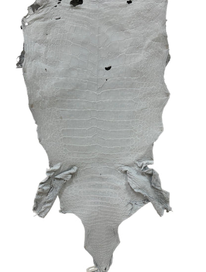 48 cm Grade 4/5 White Crust Wild American Alligator Leather - Tag: LA23-0022842