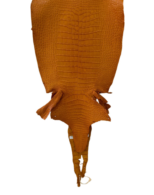 36 cm Grade 2/3 Buttercup Matte Wild American Alligator Leather - Tag: LA23-0003508
