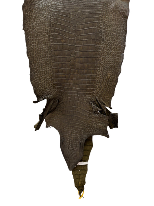 47 cm Grade 3/4 Olive Matte Wild American Alligator Leather - Tag: LA22-0021237