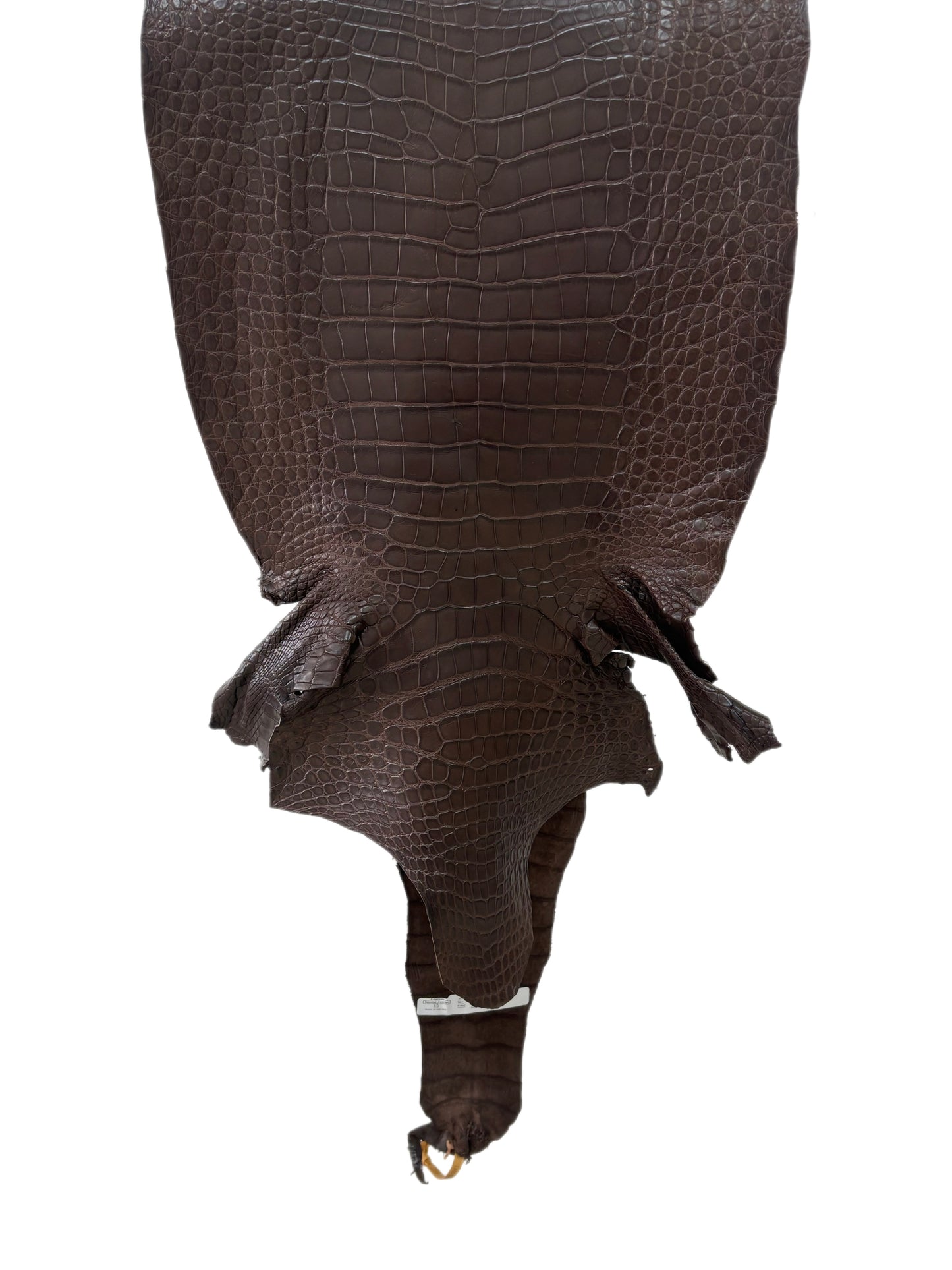 41 cm Grade 3/4 Chocolate Matte Wild American Alligator Leather - Tag: LA23-0033903