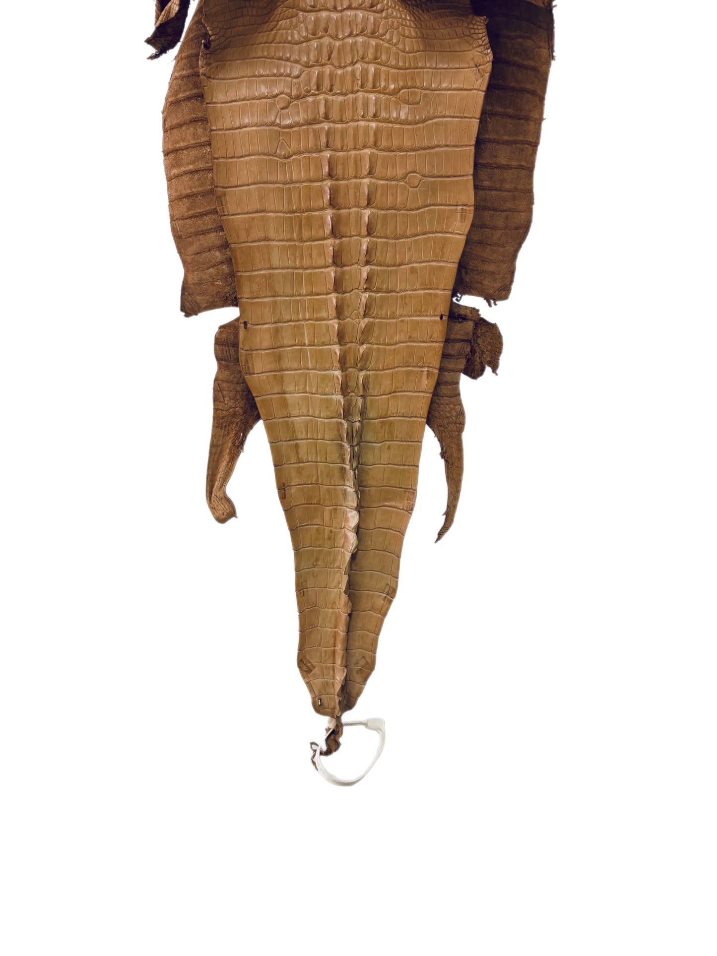 30 cm Grade 1/2 Light Antique Saddle Matte Farm-Raised American Alligator Honrback Leather - Tag: LA23-0377041