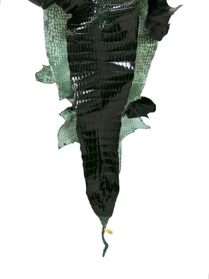 32 cm Grade 1/2 Forest Green Glazed Wild American Alligator Leather - Tag: LA16-0024869