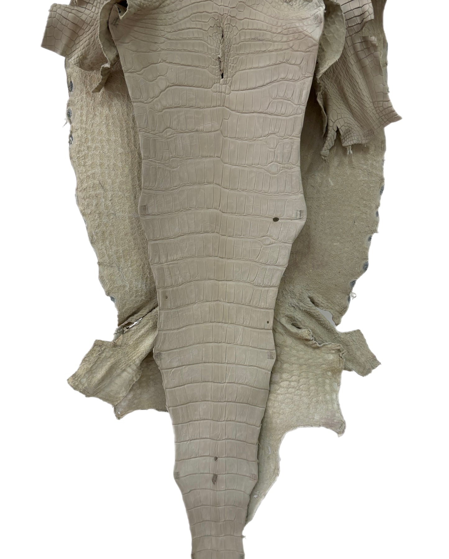 50 cm Grade 3/4 Dune Matte Wild American Alligator Leather - Tag: LA23-0014787