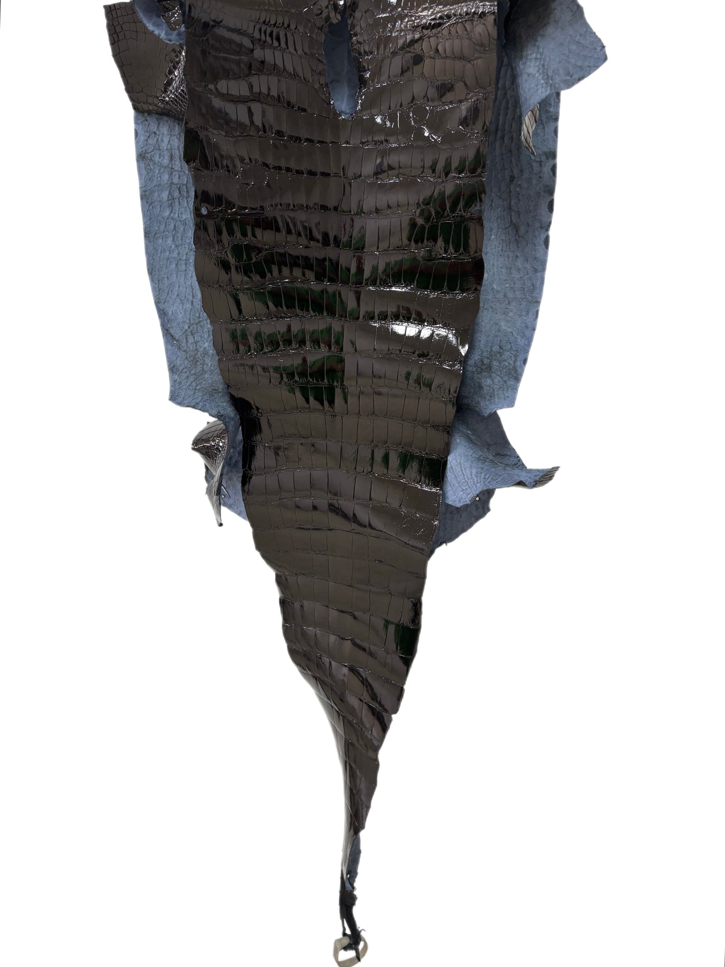 42 cm Grade 1/2 Black Glazed Wild American Alligator Leather - Tag: LA23-0007247