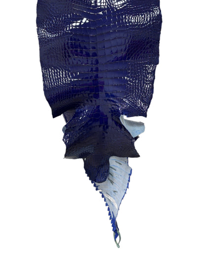 35 cm Grade 1/2 Electric Blue Glazed Wild American Alligator Leather - Tag: FL16-0000752
